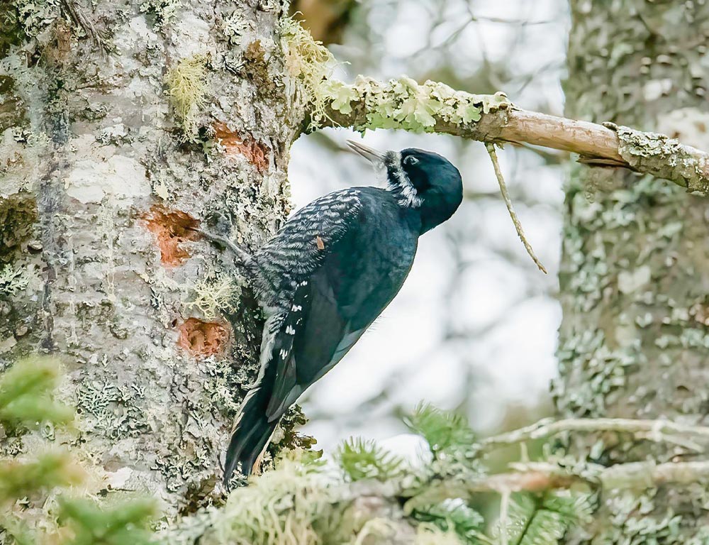 Black-backed Woodpecker