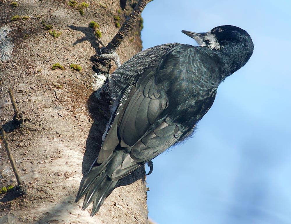 Black-backed Woodpecker