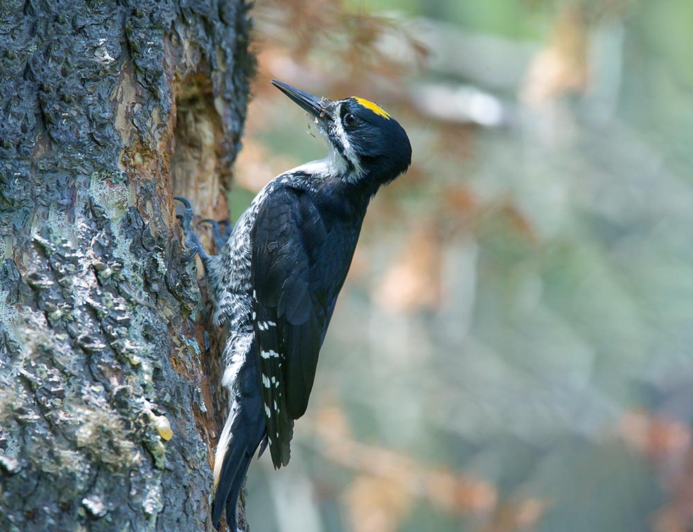 Black-backed Woodpecker