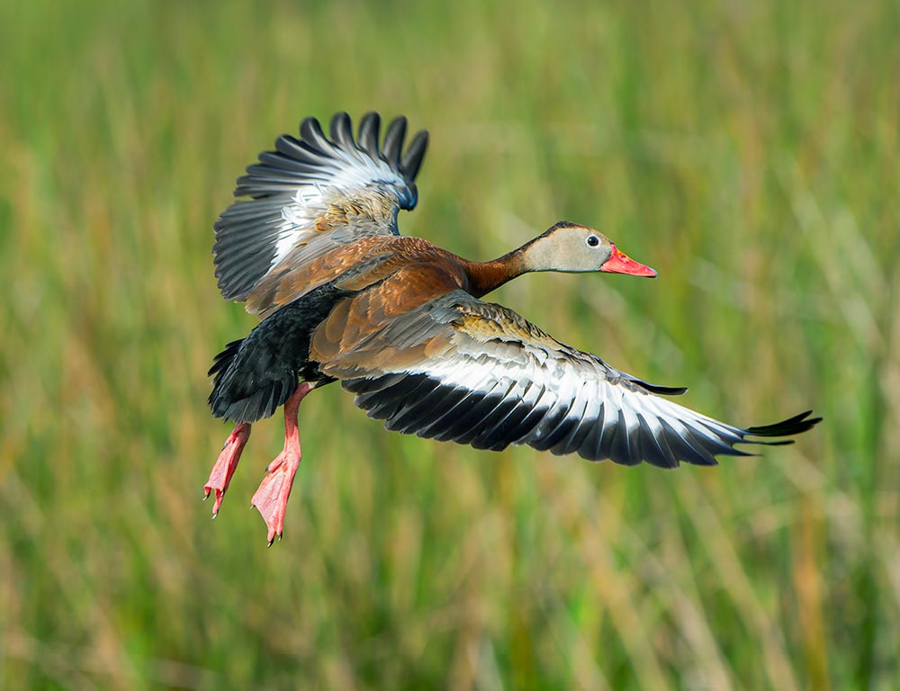 Black-bellied Whistling Duck