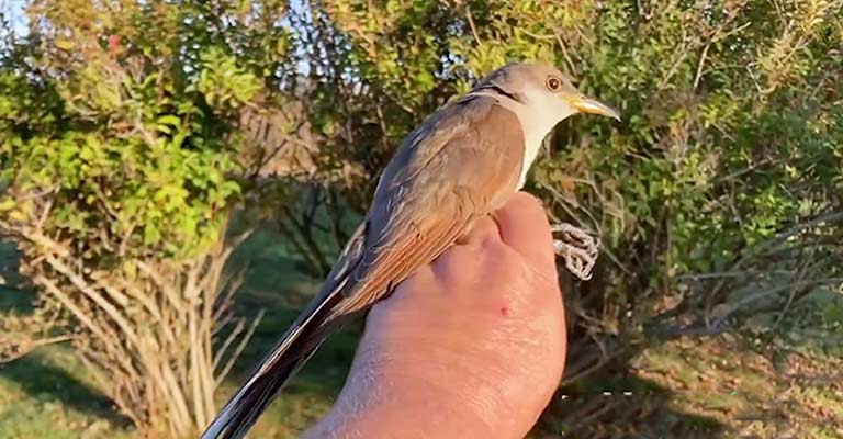 Black-billed Cuckoo Life History