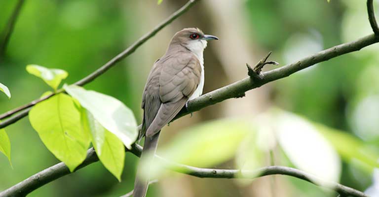 Black-billed Cuckoo