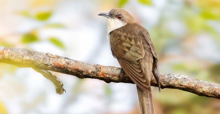 Black-billed cuckoo