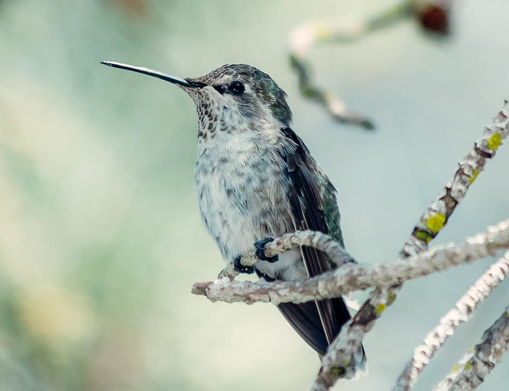 Black-chinned Hummingbird