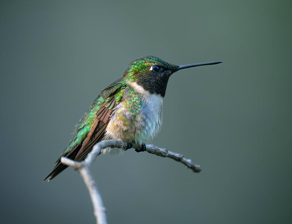 Black-chinned Hummingbird