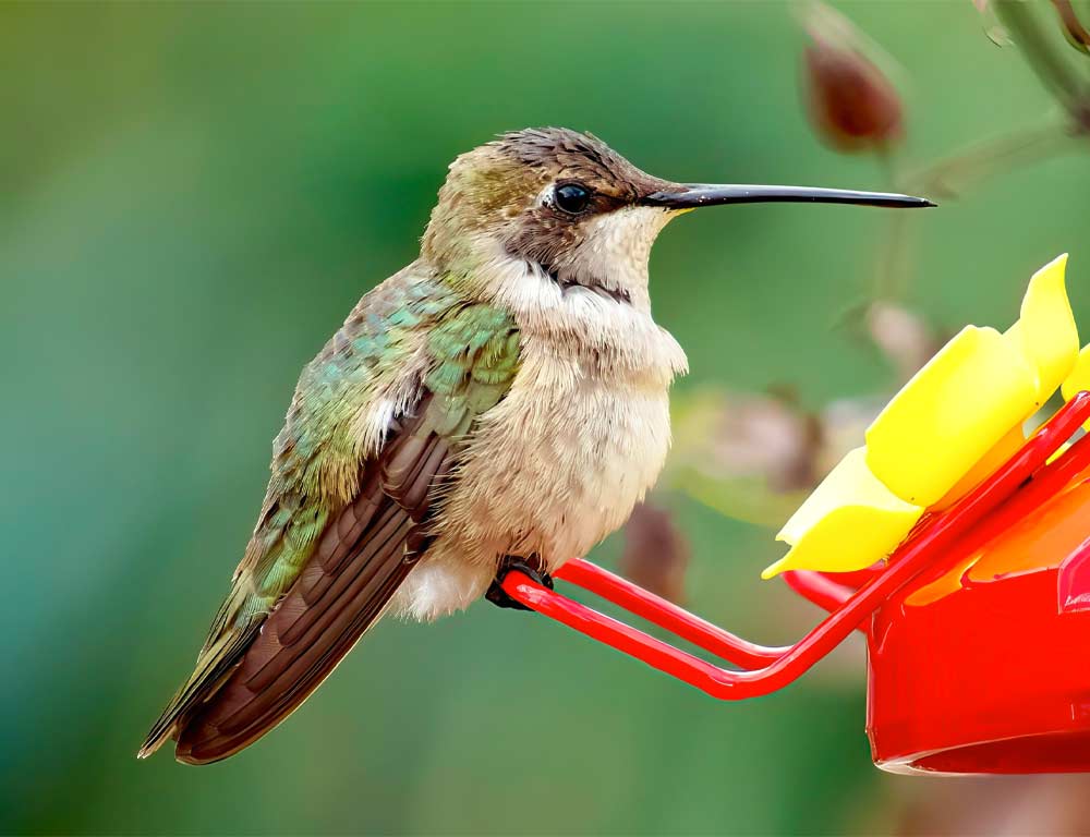 Black-chinned Hummingbird