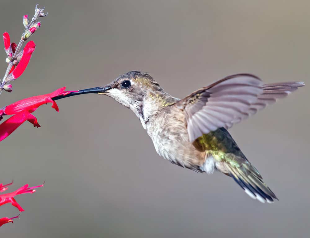 Black-chinned Hummingbird