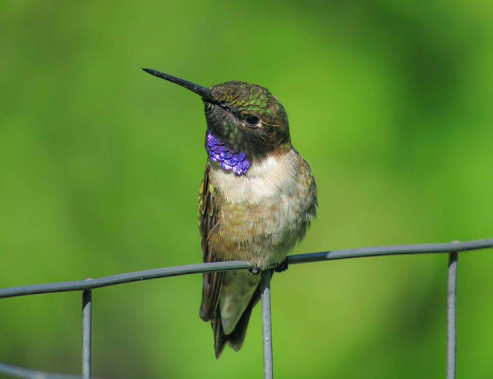 Black-chinned Hummingbird