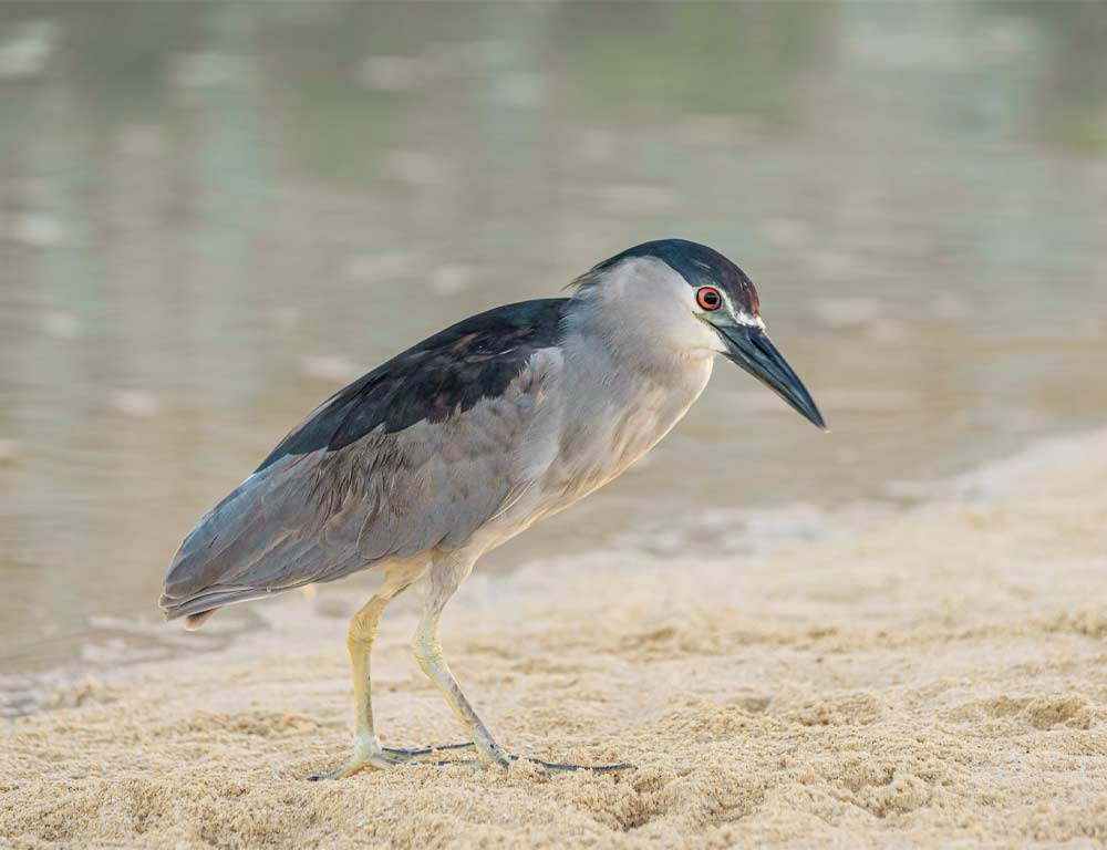 Black-crowned Night Heron