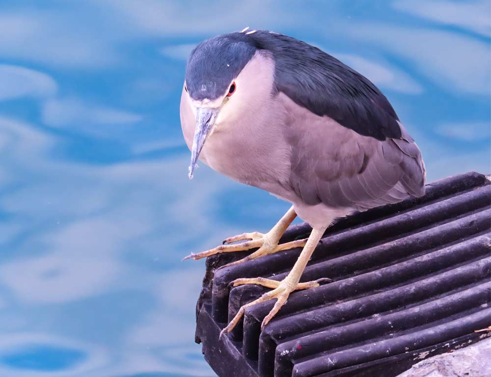 Black-crowned Night Heron