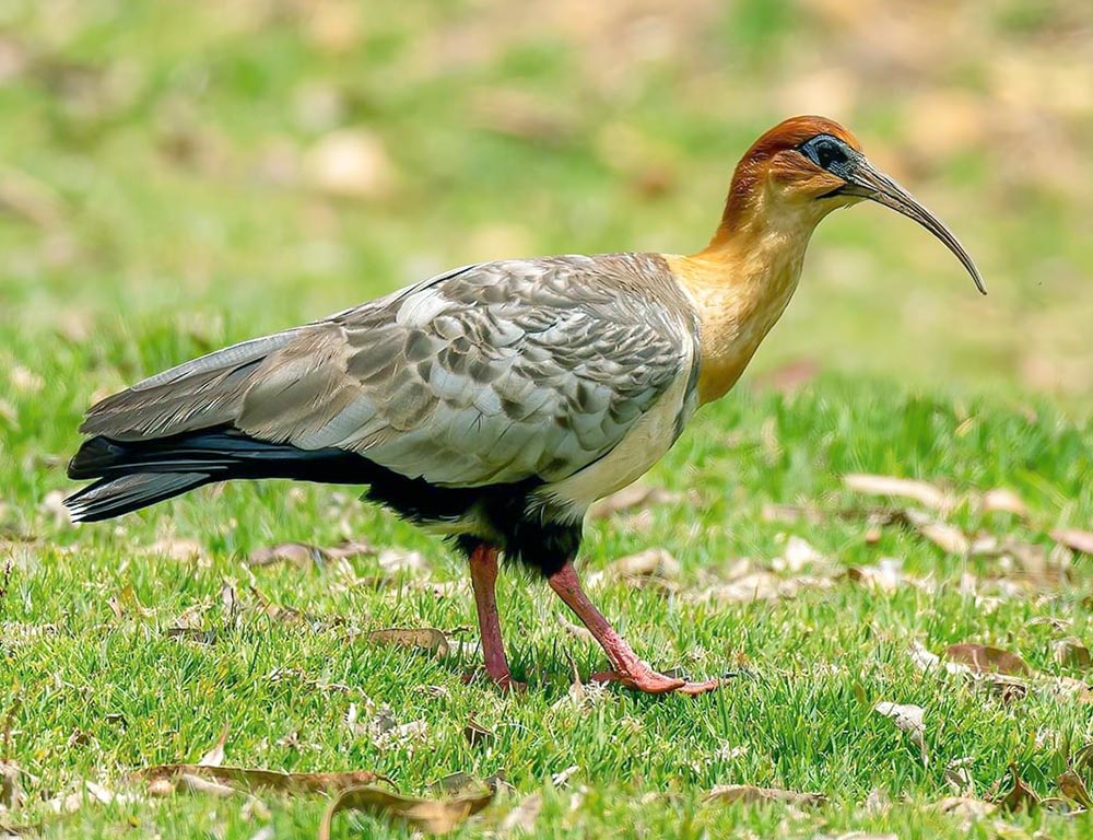 Black-faced Ibis