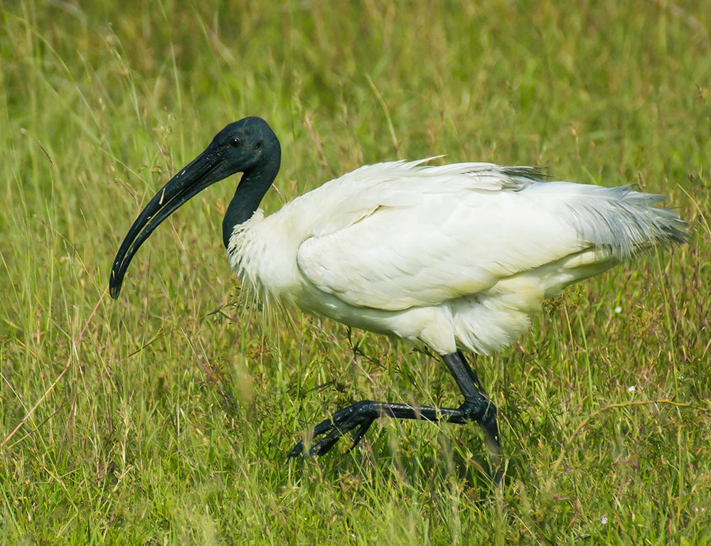 Black-headed Ibis