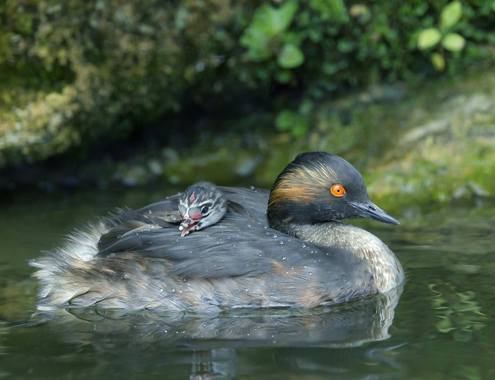 Black-necked Grebe