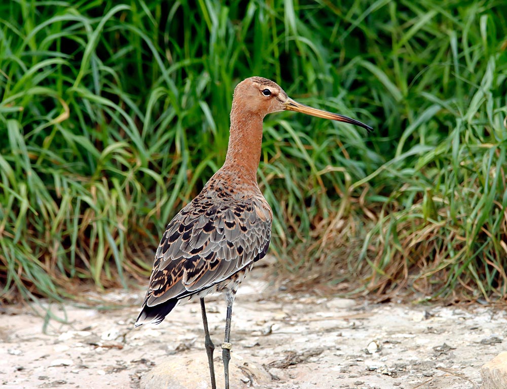 Black-tailed Godwit