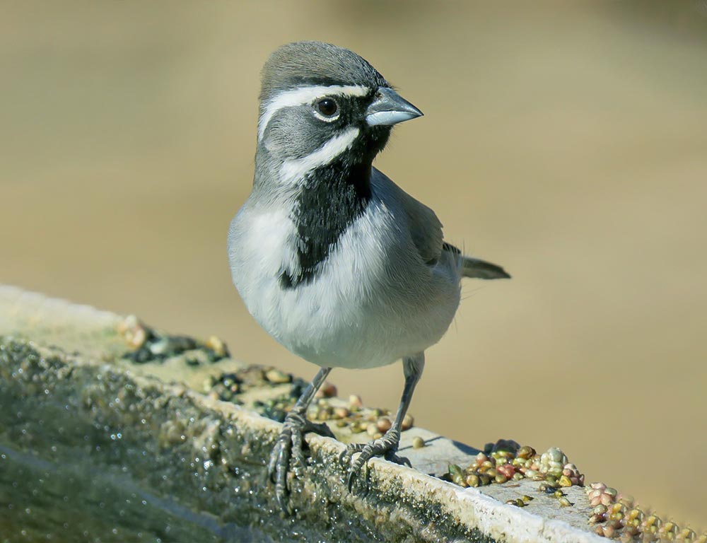 Black-throated Sparrow