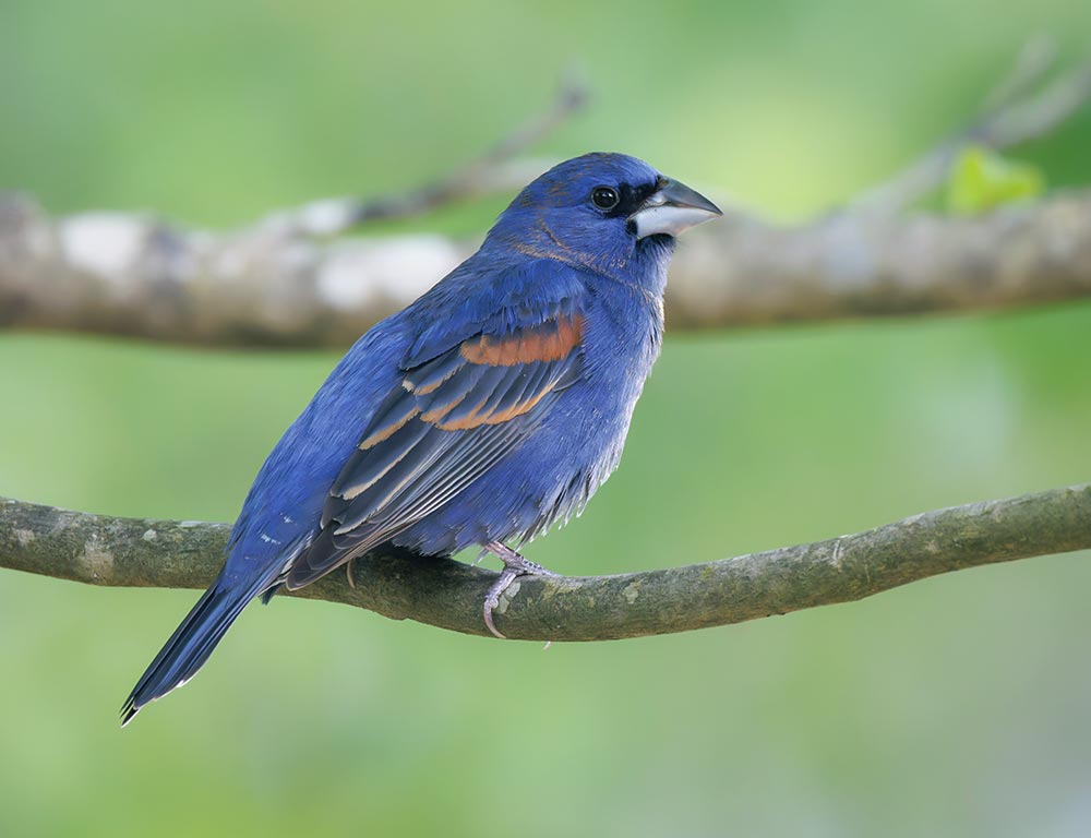 Blue Grosbeak