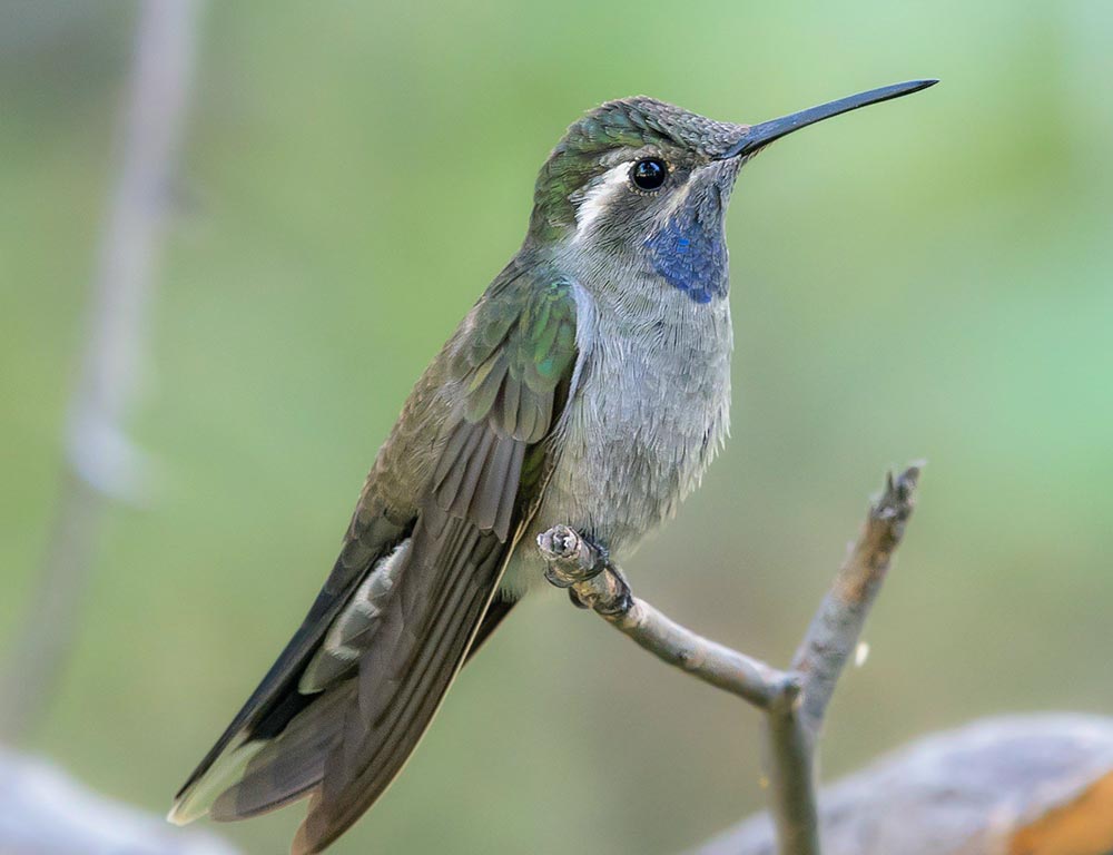 Blue-throated Mountaingem