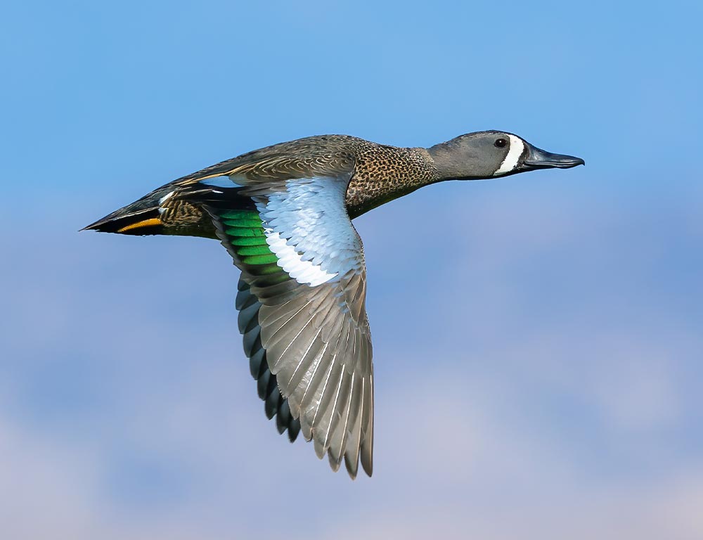 Blue-winged Teal