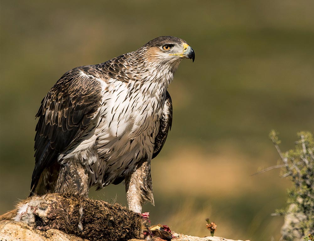 Bonelli's Eagle