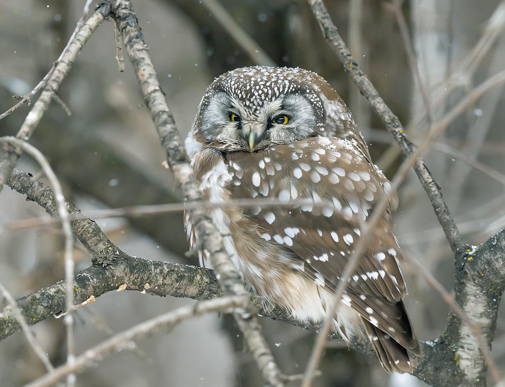 Boreal Owl