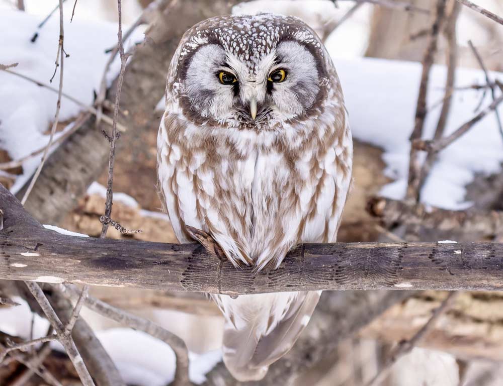 Boreal Owl