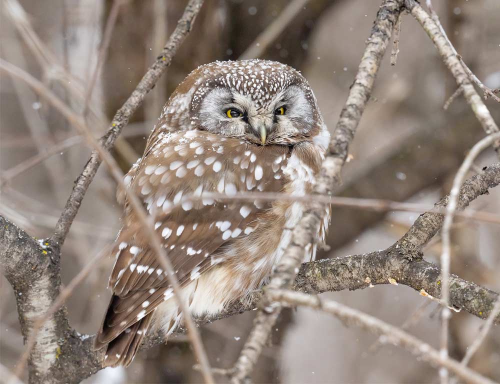 Boreal Owl