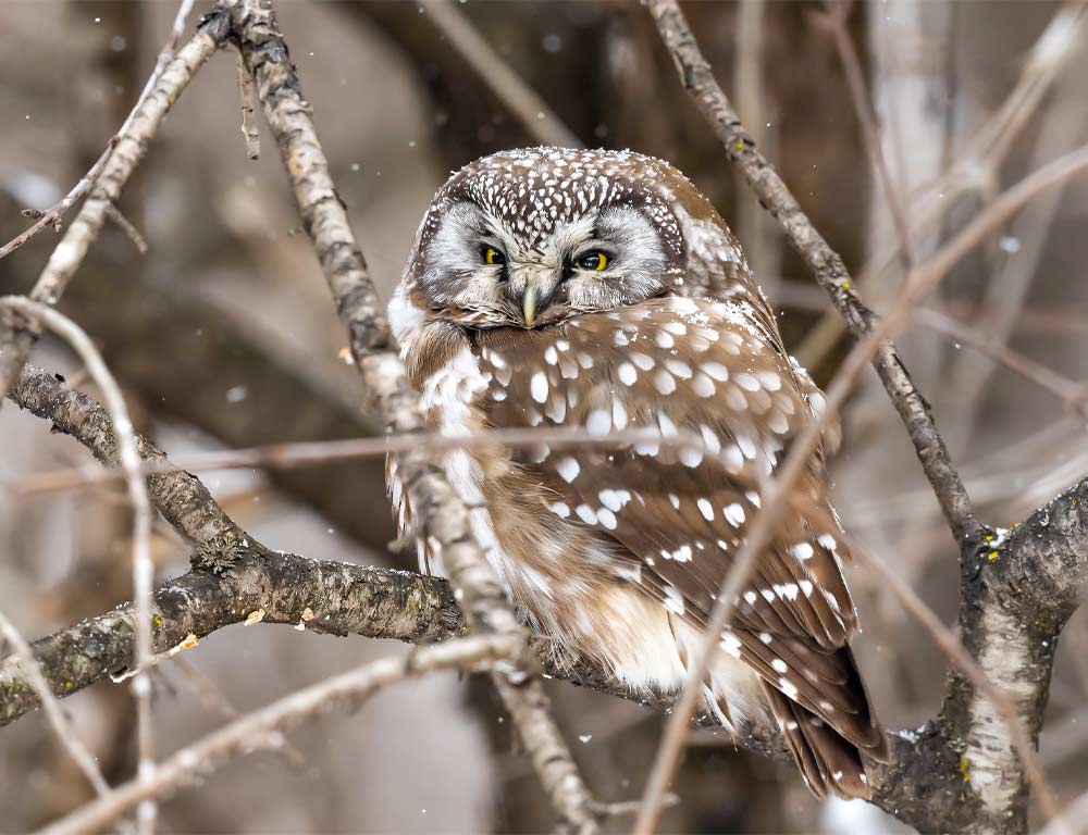 Boreal Owl