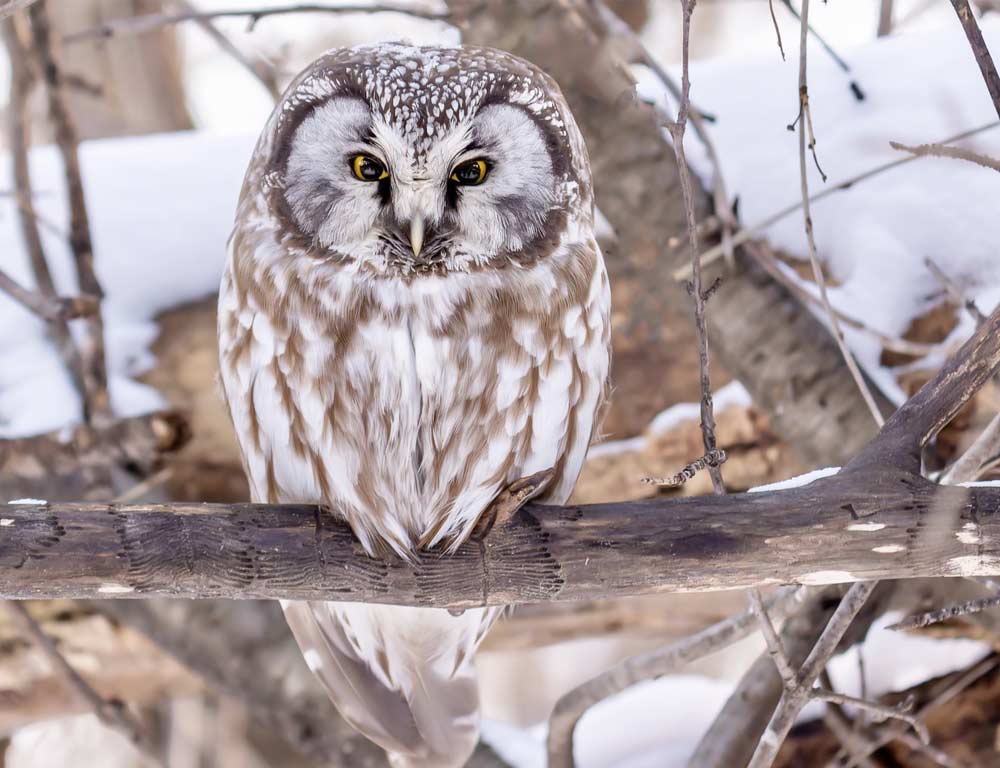 Boreal Owl