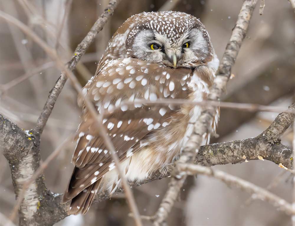 Boreal Owl