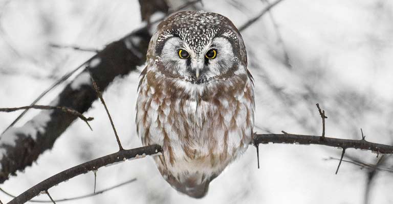 Boreal Owl As a Hunter Bird