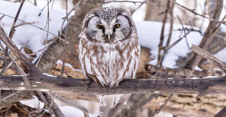 Boreal Owl