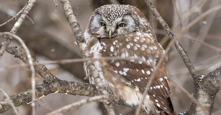 Boreal owl