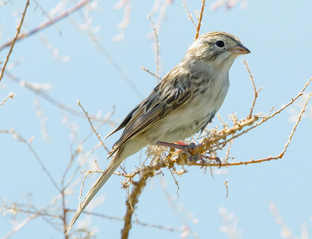 Brewer's Sparrow