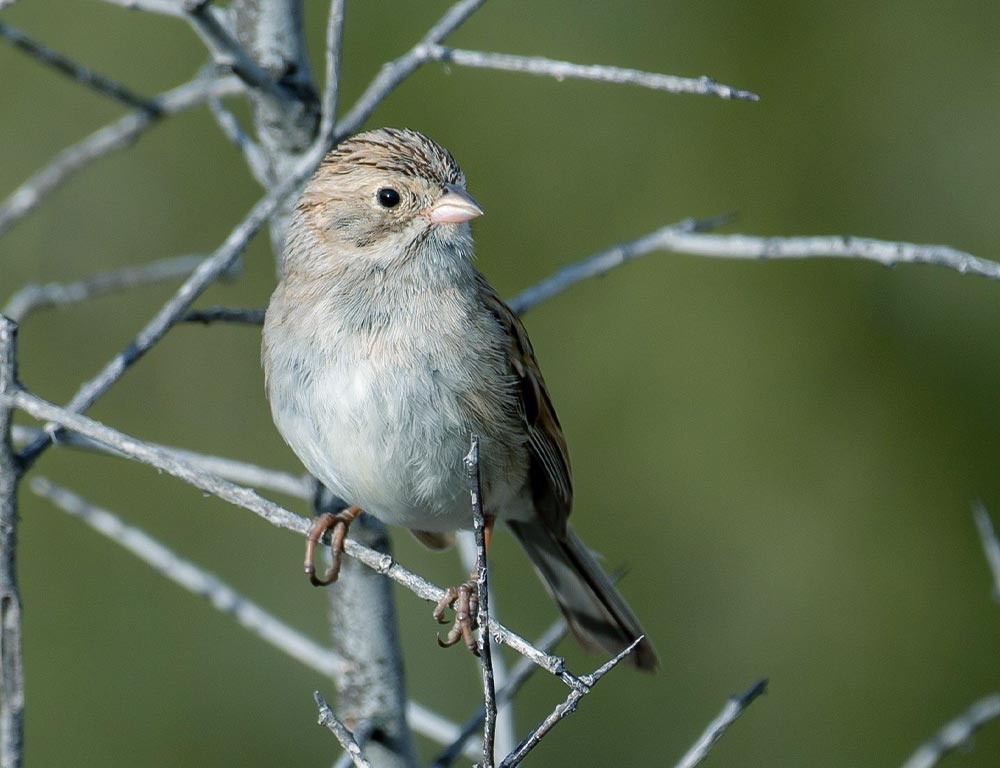 Brewer’s Sparrow