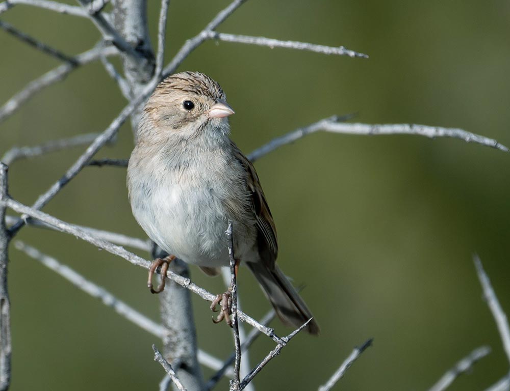 Brewer's Sparrow