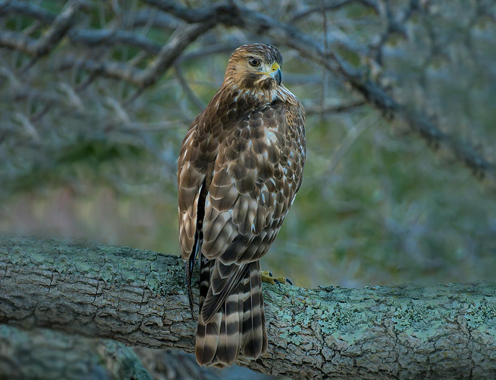 Broad-Winged Hawk