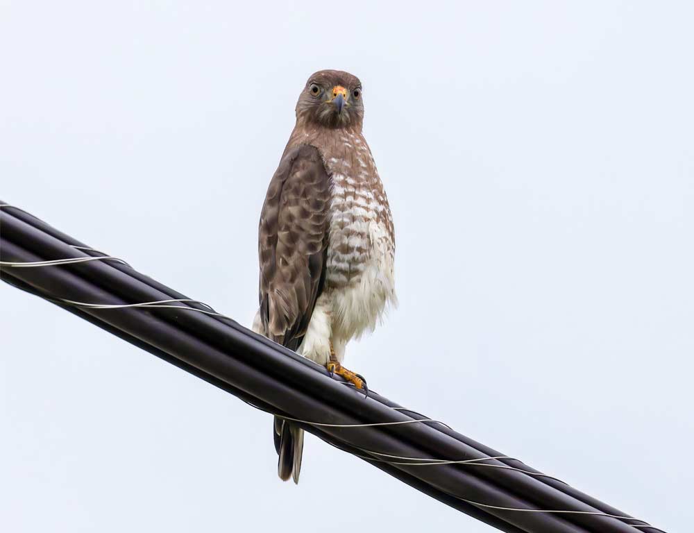 Broad-Winged Hawk