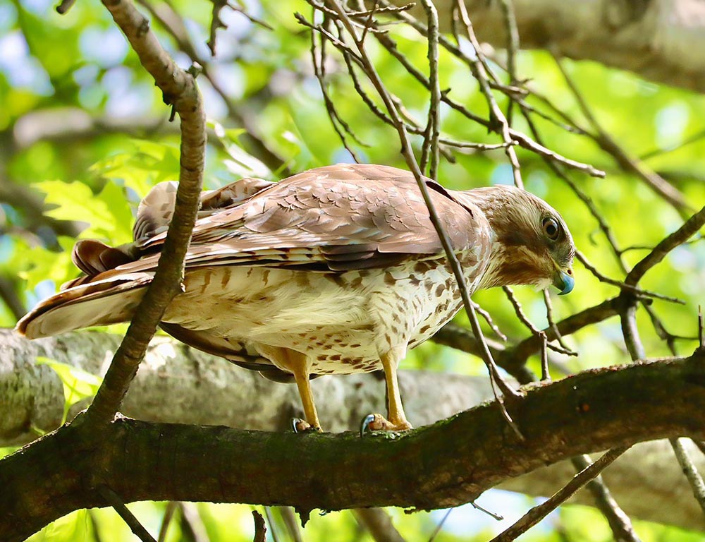 Broad-Winged Hawk