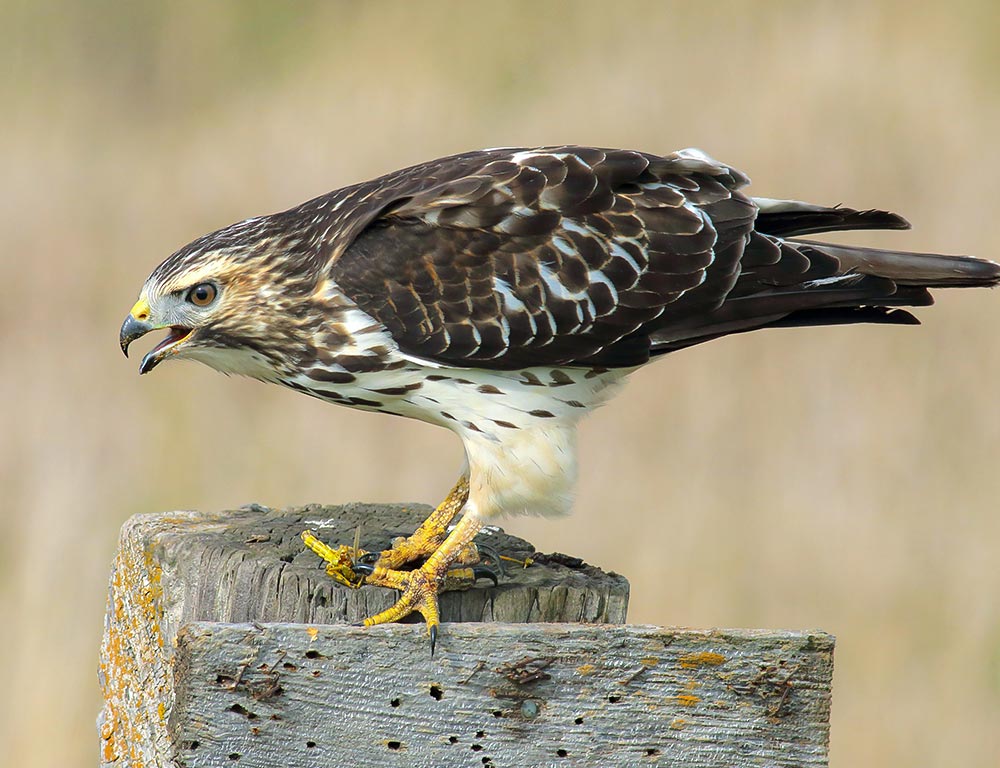 Broad-Winged Hawk