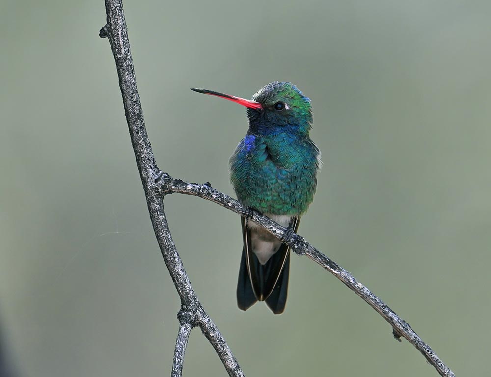 Broad-billed Hummingbird