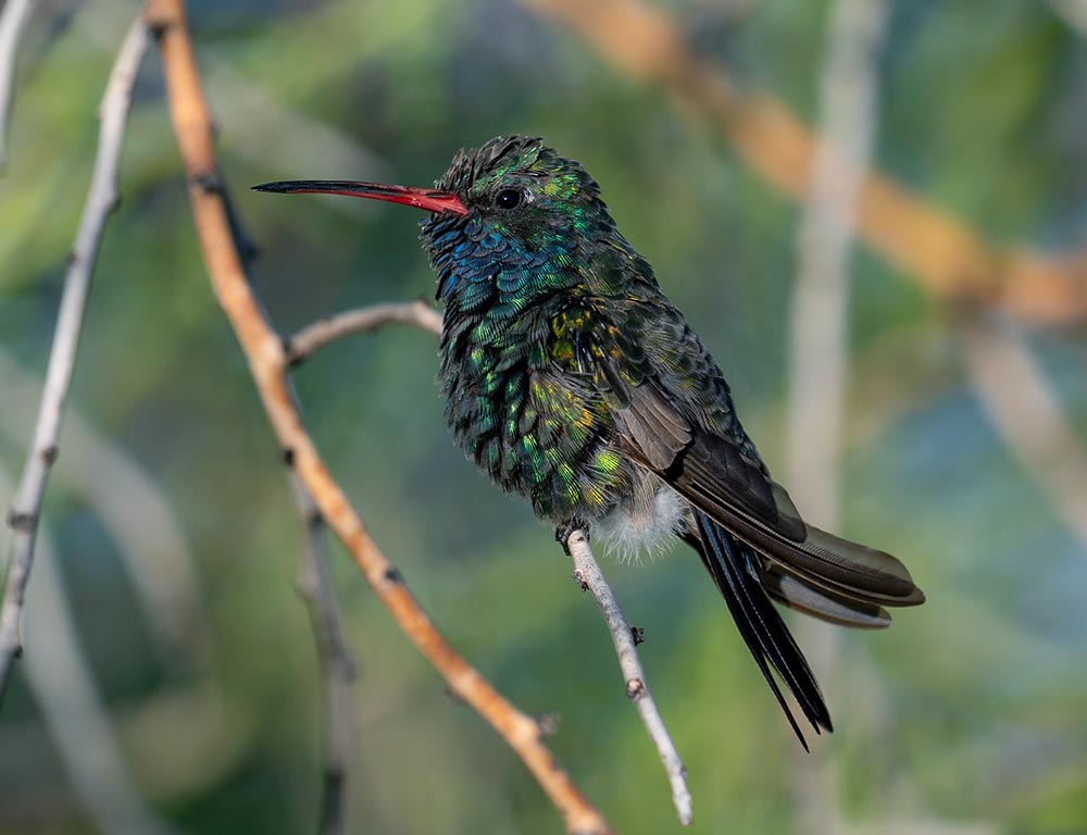 Broad-billed Hummingbird