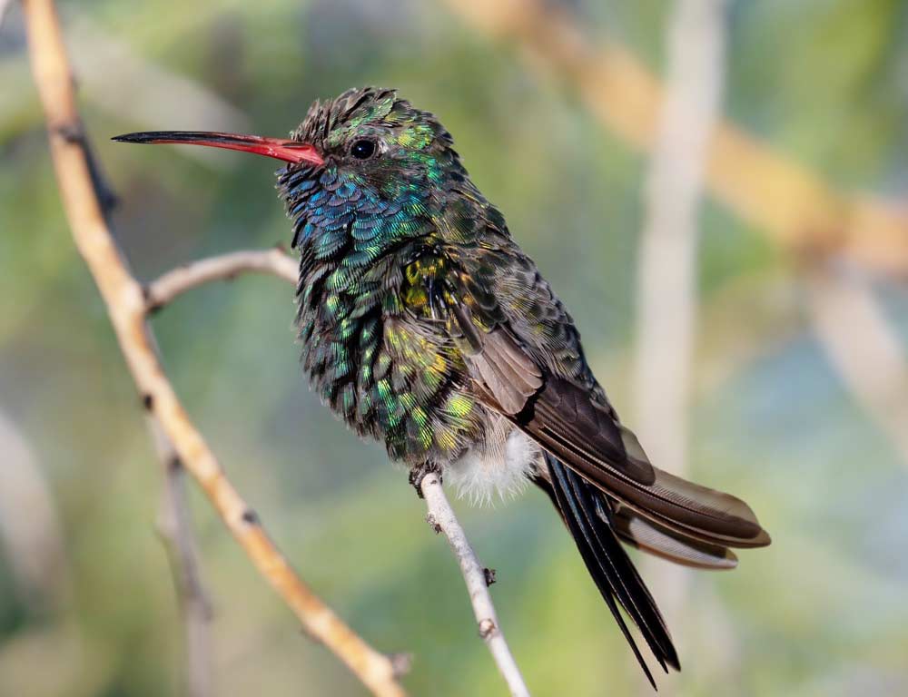 Broad-billed Hummingbird