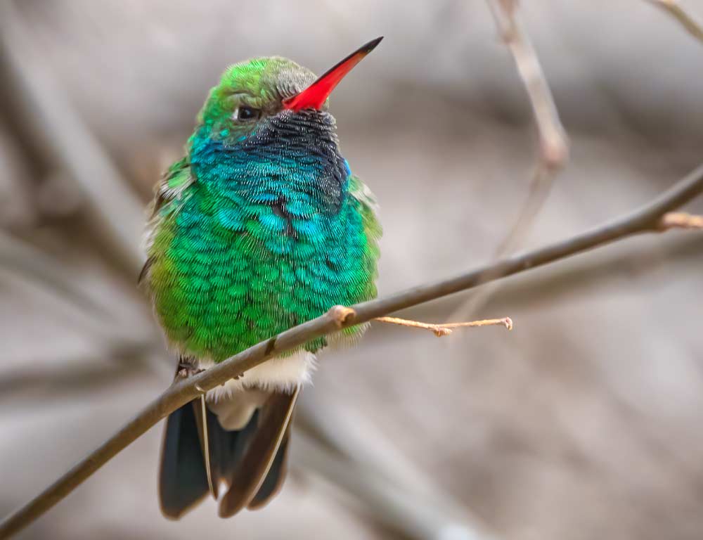 Broad-billed Hummingbird