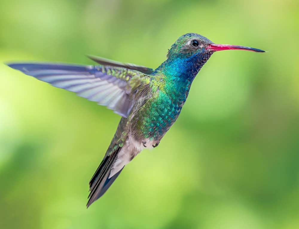 Broad-billed Hummingbird