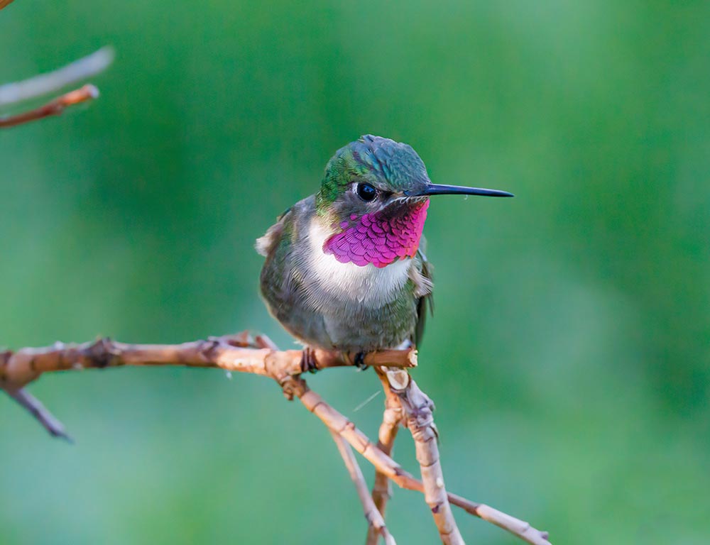 Broad-tailed Hummingbird