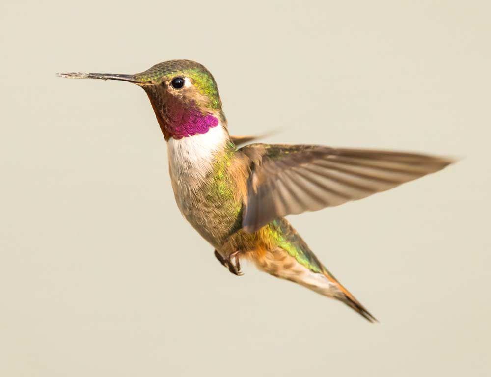 Broad-tailed Hummingbird