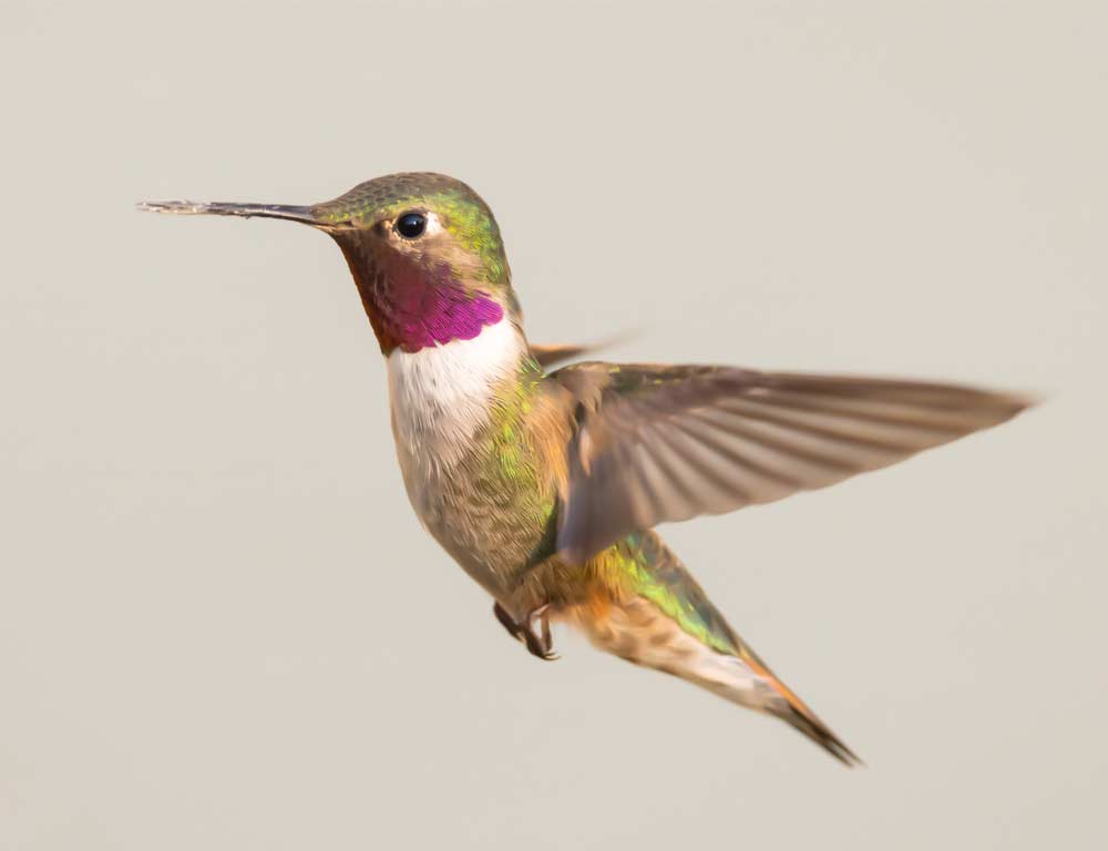 Broad-tailed Hummingbird