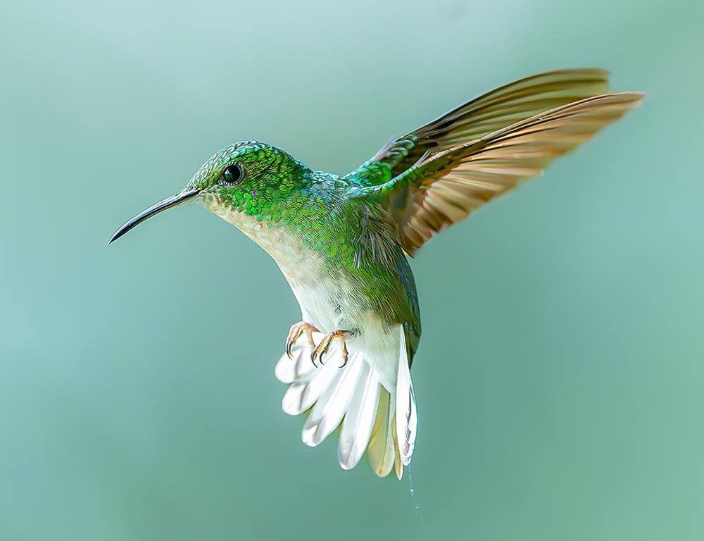 Broad-tailed Hummingbird