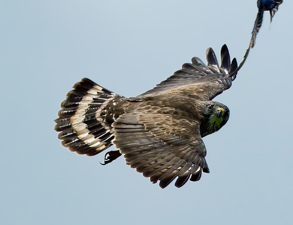 Broad-winged Hawk