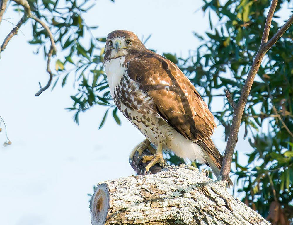 Broad-winged Hawk